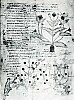 801-900 Plantes medicinales representees dans un manuscrit grec du IXe .jpg